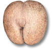 ! Coco de Mer